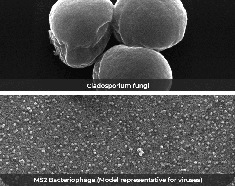 microorganism destruction after passing PlasmaShield - before