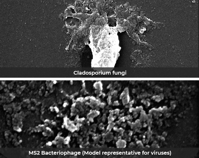 microorganism destruction after passing PlasmaShield - after